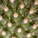 Cactus Patterns by heftler