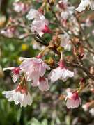 27th Mar 2023 - Cherry Blossom