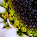 Chrysanthemum Macro by tosee