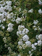 28th Mar 2023 - Bridal wreath spirea - before the frost...