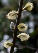 27th Mar 2023 - Goat Willow