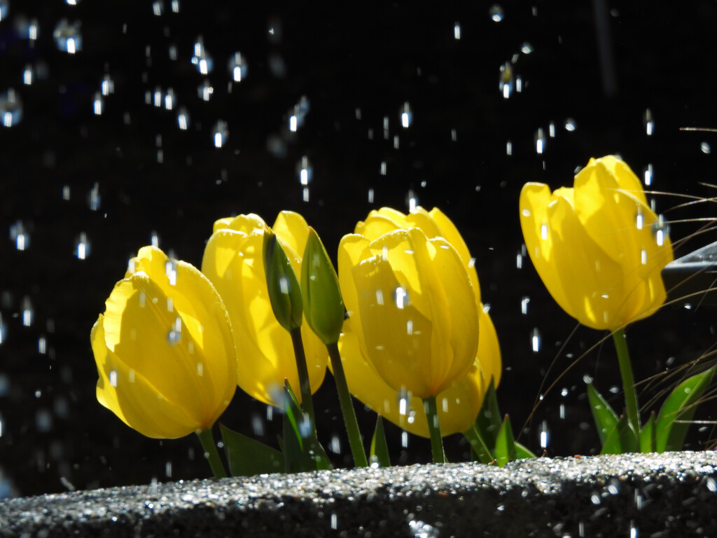 Tulips. by seattlite