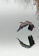 26th Mar 2023 - Mar 26 Blue Heron Taking Flight More Detail IMG_2626AA