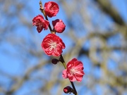 27th Mar 2023 - Peach Blossom