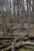 26th Mar 2023 - Bohm Woods Nature Preserve
