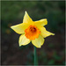 Wild Daffodil by clifford