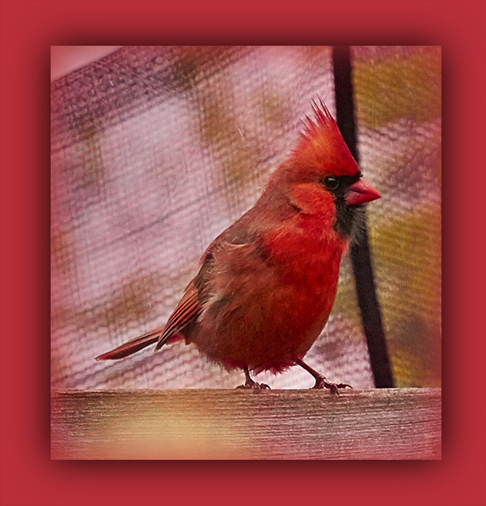 Cardinal Red by gardencat