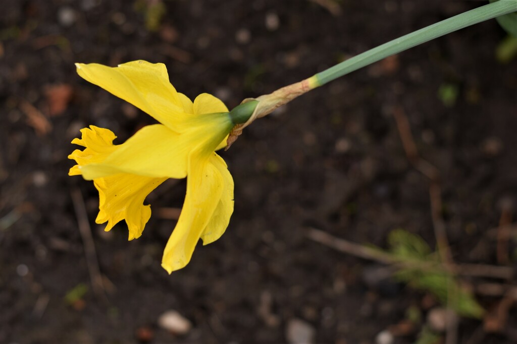 yellow spring by christophercox