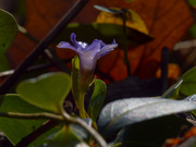 27th Mar 2023 - periwinkle 