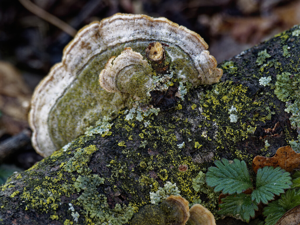 Turkeytail  by rminer