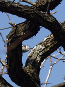 27th Mar 2023 - white-breasted nuthatch