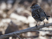 27th Mar 2023 - American tree sparrow