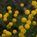 Globe Chamomile