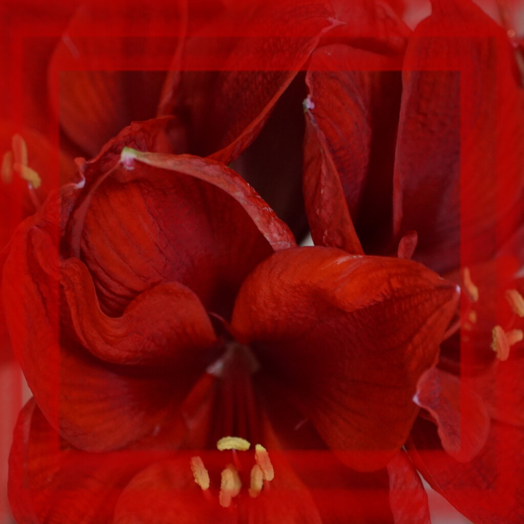 amaryllis - the last red by quietpurplehaze