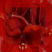 27th Mar 2023 - amaryllis - the last red