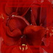 amaryllis - the last red