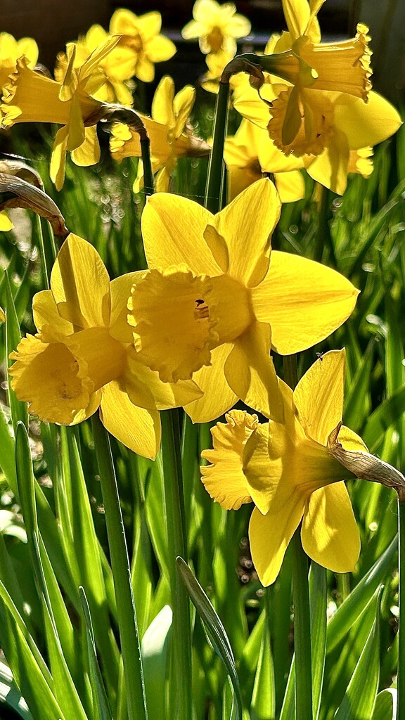 Spring Gold by carole_sandford