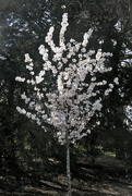 27th Mar 2023 - Blossom