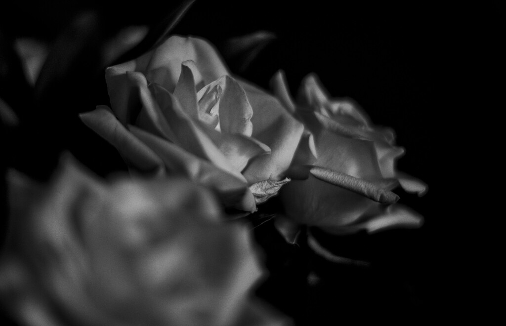roses bw by darchibald