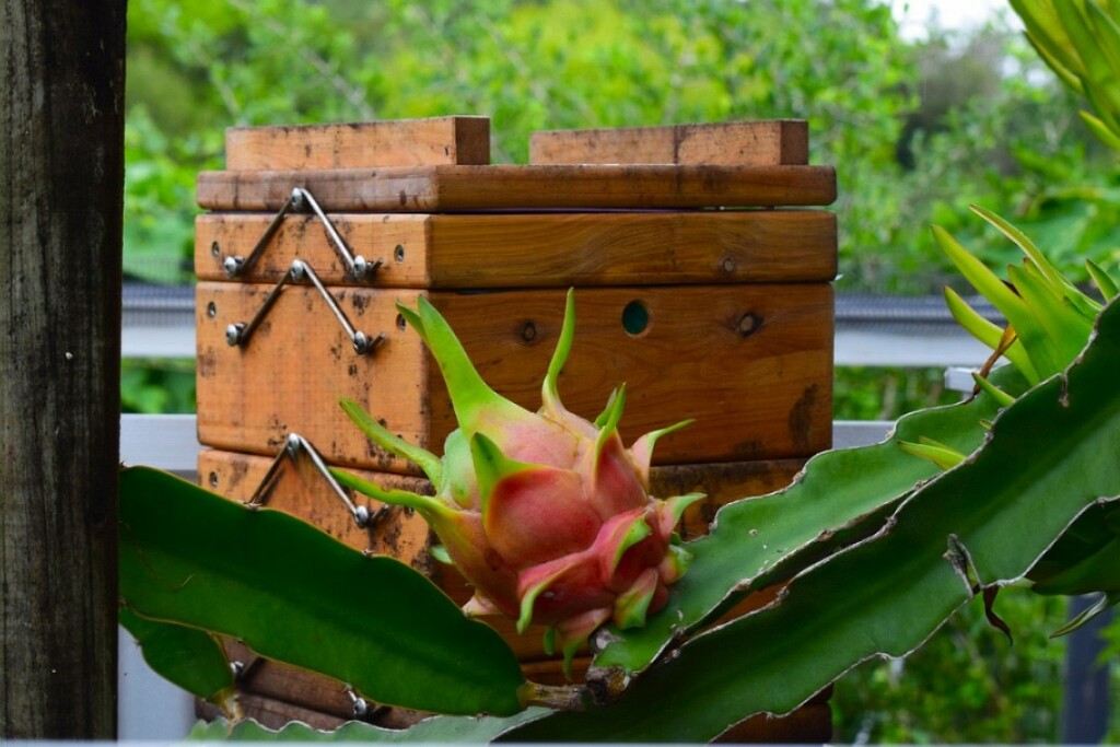  Dragon fruit & Bee Hives ~ by happysnaps