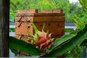 28th Mar 2023 -  Dragon fruit & Bee Hives ~