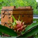  Dragon fruit & Bee Hives ~