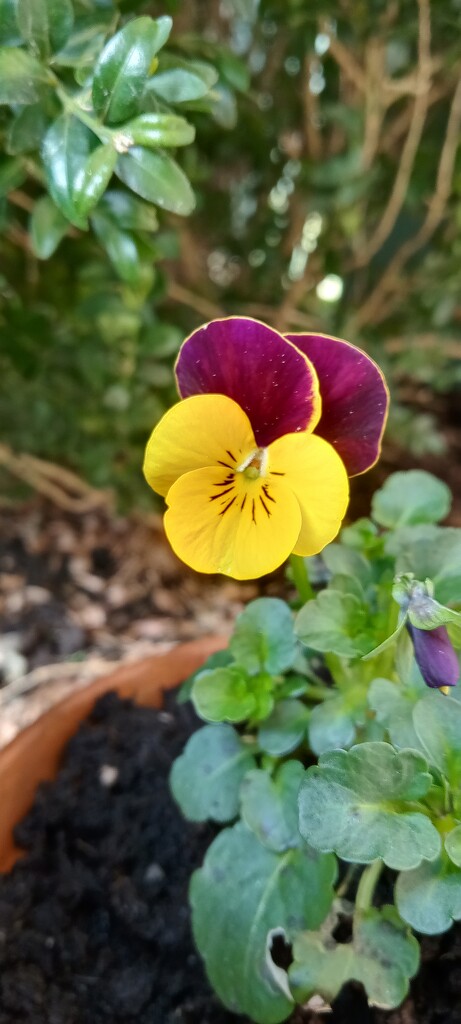 Pansies  by 365projectorgjoworboys