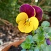 Pansies  by 365projectorgjoworboys