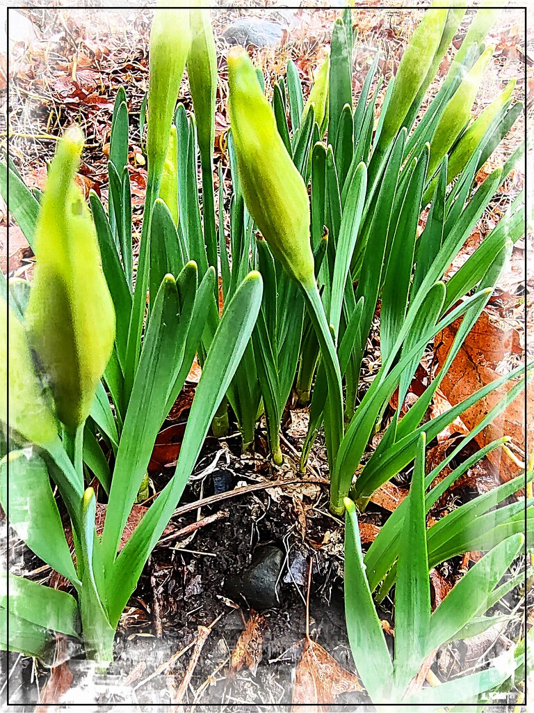 First Daffodils of Spring by olivetreeann