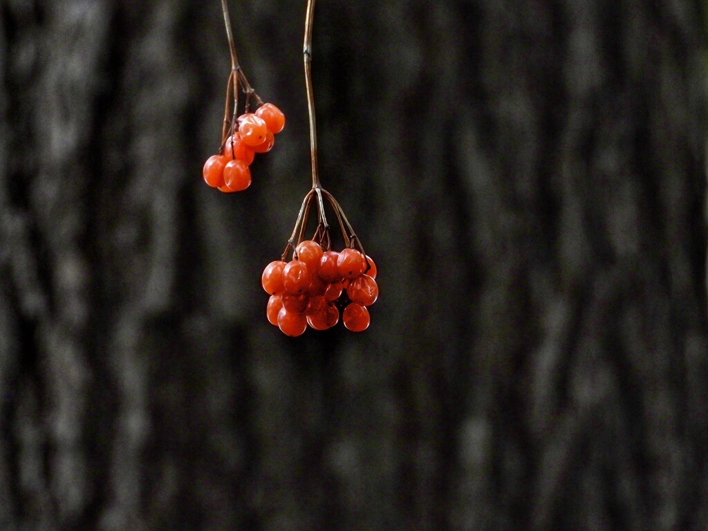 red berries by amyk