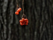 27th Mar 2023 - red berries