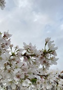 27th Mar 2023 - cherry blossoms