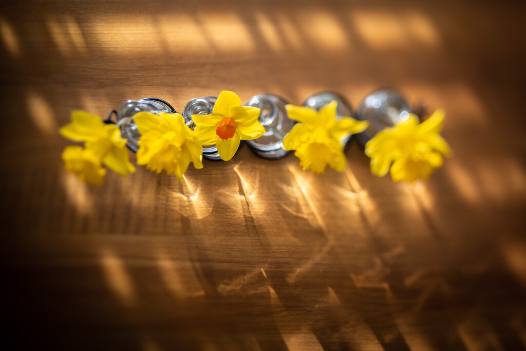 Daffodils and Evening Light by tina_mac