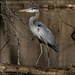 Great Blue Heron by bluemoon