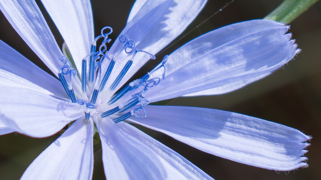 085.1 - Chicory Flower by nannasgotitgoingon