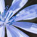085.1 - Chicory Flower by nannasgotitgoingon