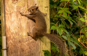 27th Mar 2023 - Squirrel on the Telephone Pole!