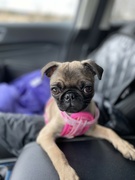 27th Mar 2023 - Olive the Pug Puppy