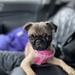 Olive the Pug Puppy by clay88