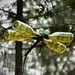 Dragon Fly