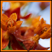 28th Mar 2023 - vibrant milkweed