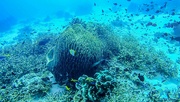 28th Mar 2023 - Barrel sponge and fish