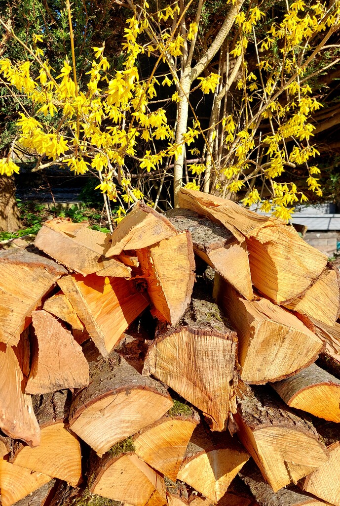 Our log pile in the sunshine.  by samcat
