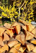 19th Mar 2023 - Our log pile in the sunshine. 