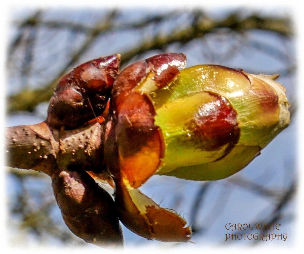 Sticky Bud,Horse-Chestnut by carolmw