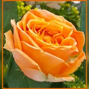 28th Mar 2023 - Beautiful rose