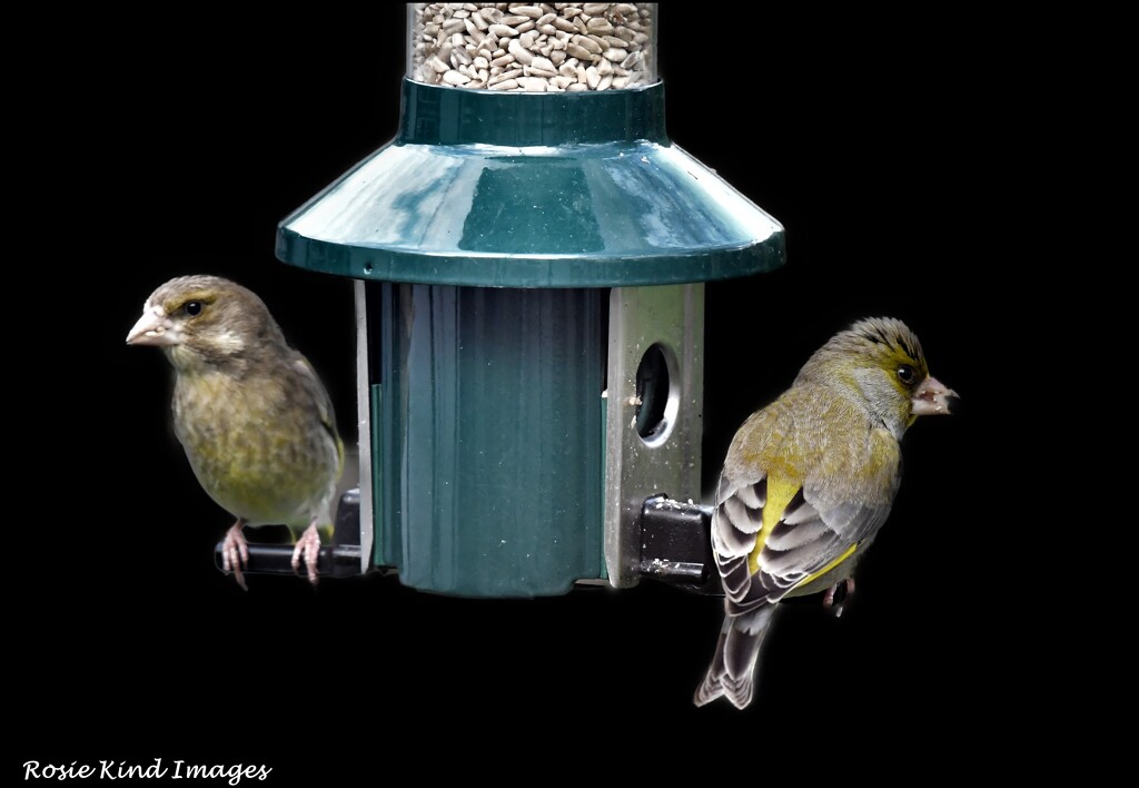 Greenfinches by rosiekind