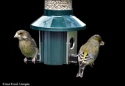 28th Mar 2023 - Greenfinches