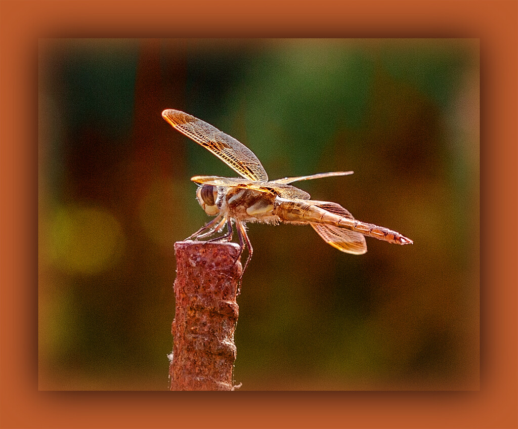 Orange Dragonfly on Rusty Rod by gardencat
