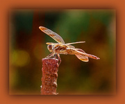 28th Mar 2023 - Orange Dragonfly on Rusty Rod